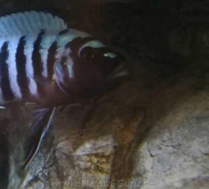 Metriaclima zebra 'Thumbi West'